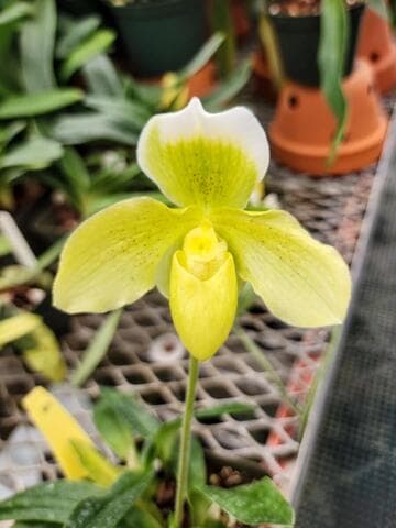 Paphiopedilum White King
