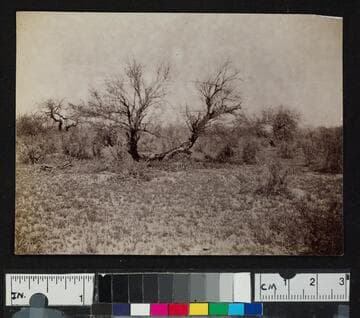 Mesquite, Half Way Station, Casa Grande to Florence, 1892