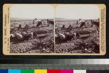 View of Indians working with corn, which is being loaded onto mules for transport