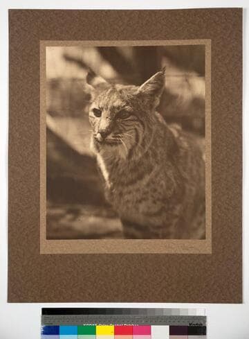 Animal life on the Mojave Desert of California
