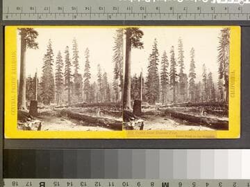 112. Scene near Donner Pass, Table Peak in the distance