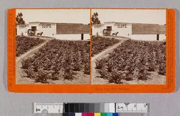 Sunny Slope wine buildings