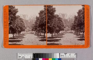 Orange and walnut orchard, Gen. Stoneman, San Gab'l