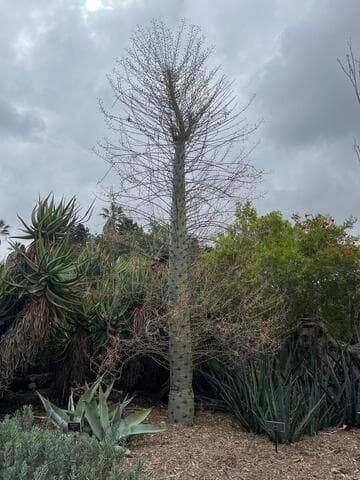Fouquieria columnaris