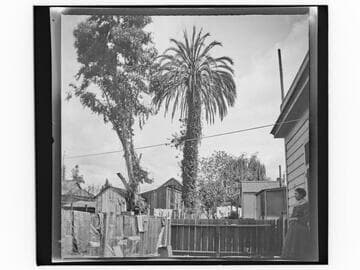 Old date palm on Date Street, Los Angeles