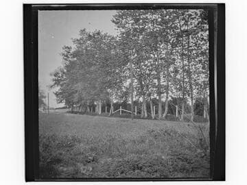 Tree-lined country road with citrus grove in distance