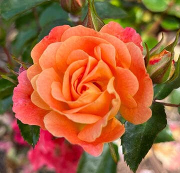 Rosa 'Peach Drift'