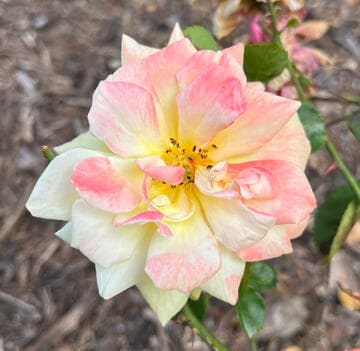 Rosa 'Yellow Pinocchio'
