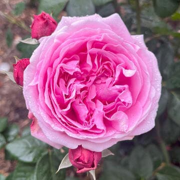 Rosa 'Bishop's Castle'