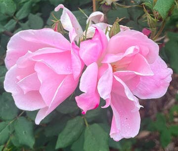 Rosa 'Blushing Knock Out'