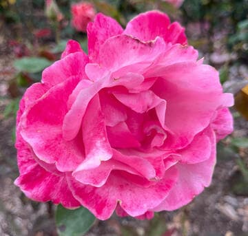 Rosa 'First Federal's Renaissance'