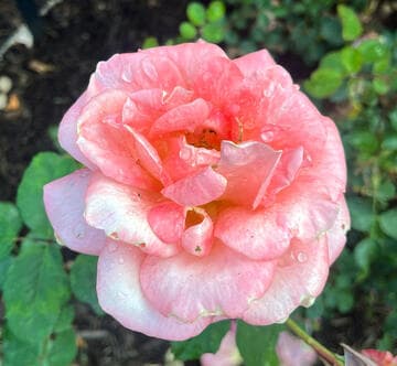 Rosa 'Elizabeth of Glamis'