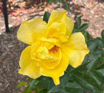 Rosa 'Yellow Simplicity'