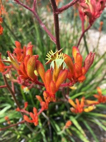 Anigozanthos 'Tequila Sunrise'