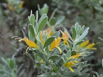Eremophila glabra 'Kalgoorlie'