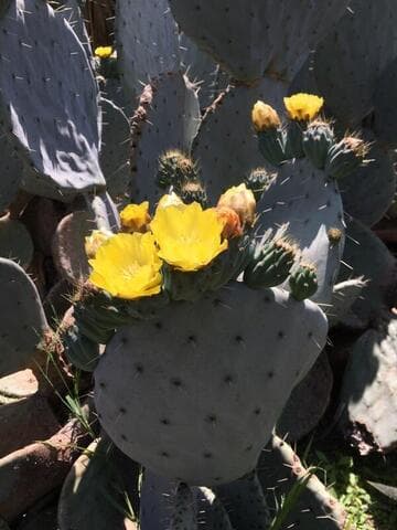 Opuntia robusta