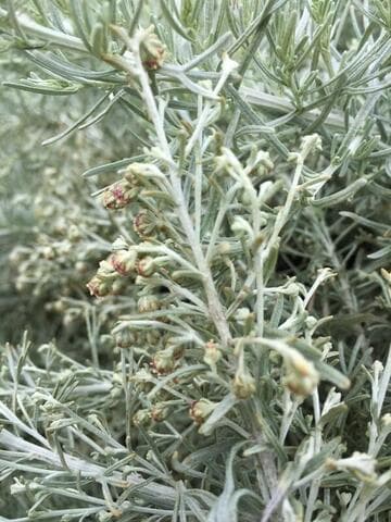 Artemisia californica 'Montara'