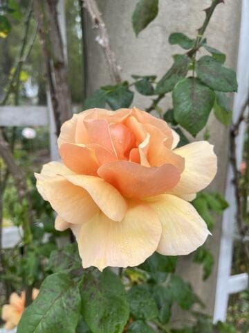 Rosa 'Norwich Castle'