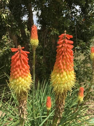 Kniphofia uvaria 'Blaze'