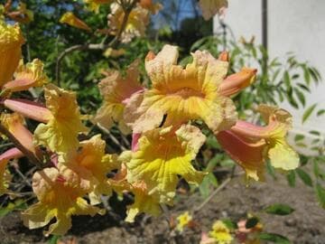 Handroanthus x lewisii 'Apricot'