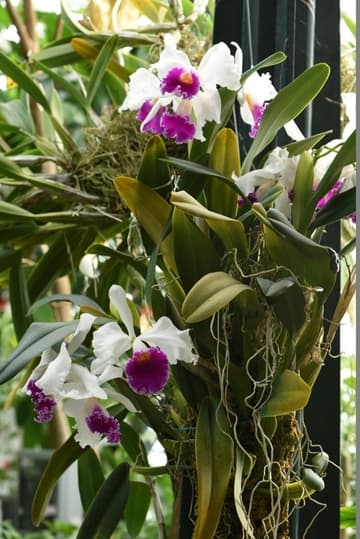 Laeliocattleya Stonehouse