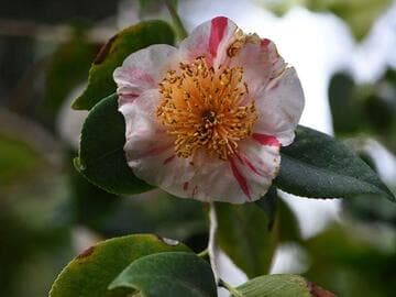 Camellia japonica 'Yamato-nishiki' (Brocade of Old Japan)