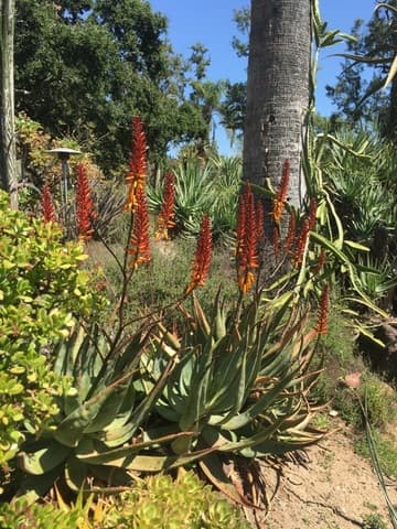 Aloe 'Sailor's Warning'