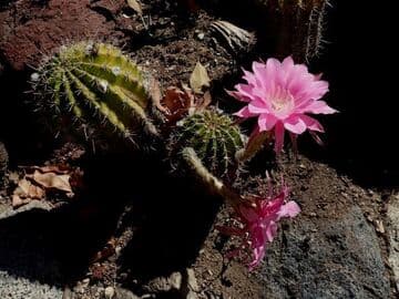 Echinopsis 'Nancy Scott'
