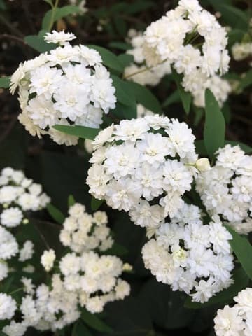 Spiraea