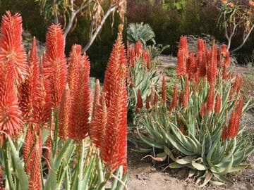 Aloe [Scarlet Rockets] = 'LEO 3711'