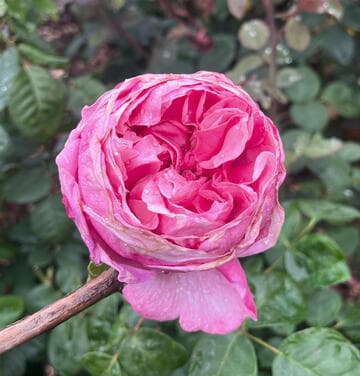Rosa 'Dee-Lish'