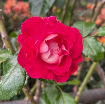 Rosa 'Winifred Coulter'