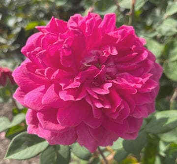 Rosa 'Sophy's Rose'