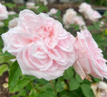 Rosa 'Souv. de la Malmaison'