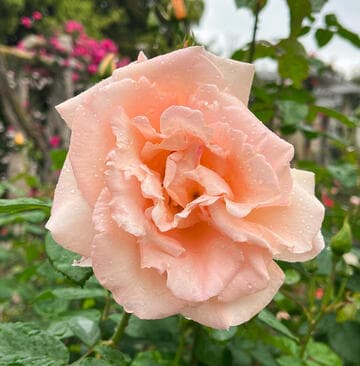 Rosa 'Everest Double Fragrance'