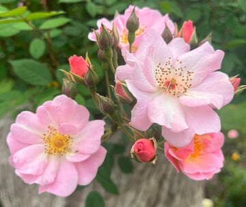 Rosa 'Flower Girl'