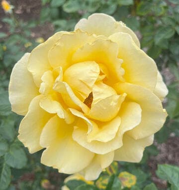 Rosa 'Hotel California'