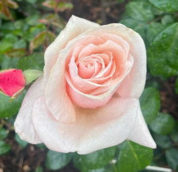 Rosa 'Honey Favorite'