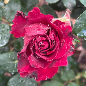 Rosa 'Dancing in the Dark'