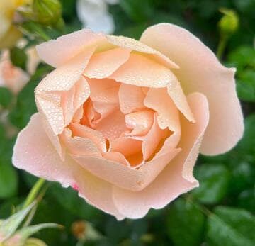 Rosa 'Comtes de Champagne'