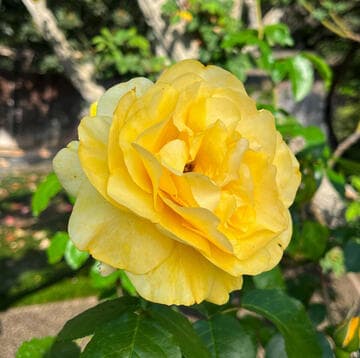 Rosa 'Happy Go Lucky'