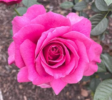 Rosa 'Pretty Lady Rose'