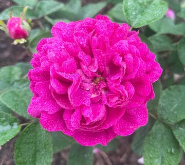 Rosa 'Rose de Rescht'