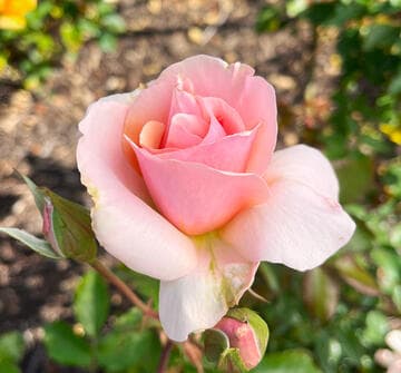 Rosa 'Mother of Pearl'