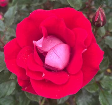 Rosa 'Take it Easy'