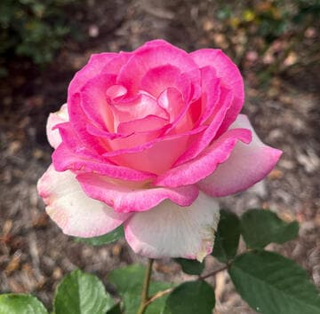 Rosa 'Lynn Anderson'