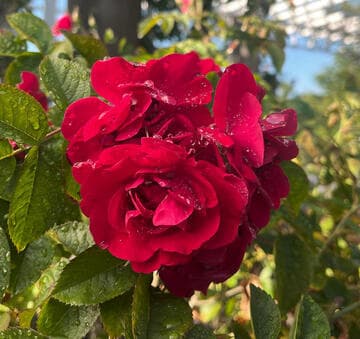 Rosa 'Linda Campbell'