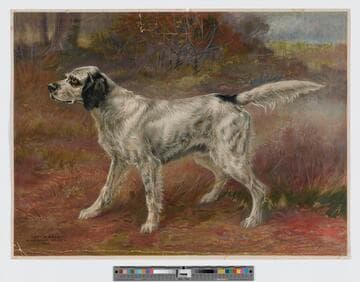 Tony's Gale by Antonio -- Nellie G. 1898