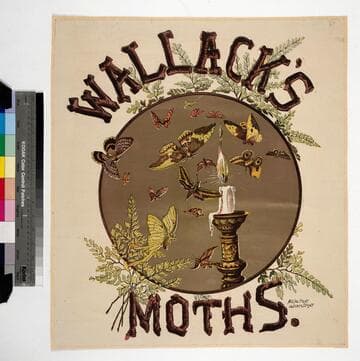 Wallack’s moths