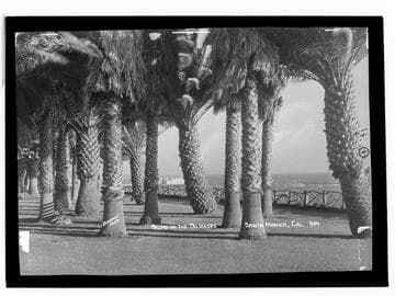 Palms on the Palisades Park, Santa Monica, Cal